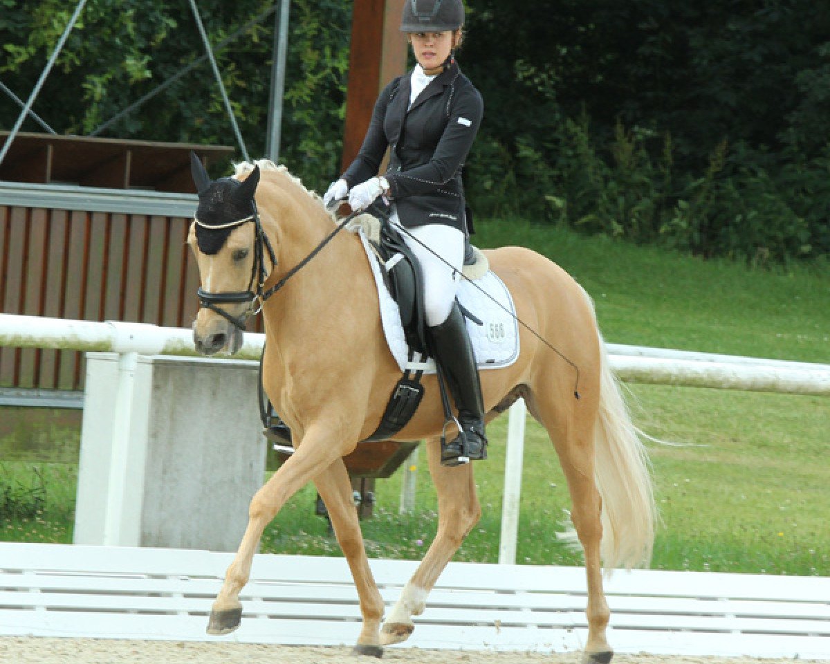 Dressuurpaard Darling T (Duits Rijpony, 2010, van Danny Gold)