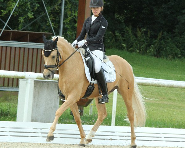 dressage horse Darling T (German Riding Pony, 2010, from Danny Gold)