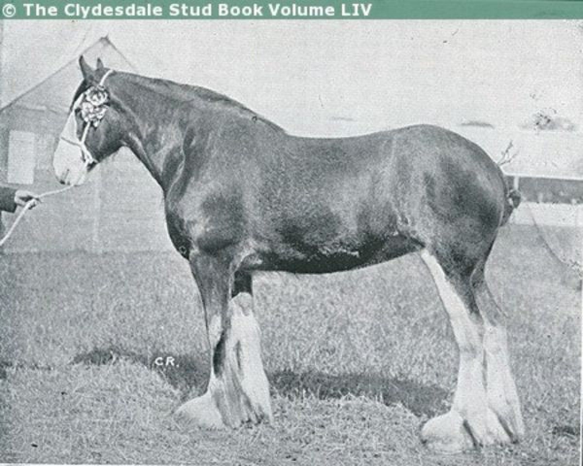 broodmare Onoway (Clydesdale, 1928, from Benefactor 20867)
