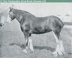 broodmare Onoway (Clydesdale, 1928, from Benefactor 20867)