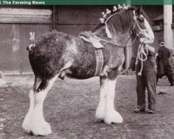 stallion Craigie Gallant Hero (Clydesdale, 1957, from Craigie Commodore)