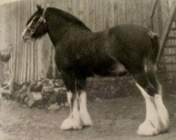 Deckhengst Ambassador 23284 (Clydesdale, 1937, von Benevolence)