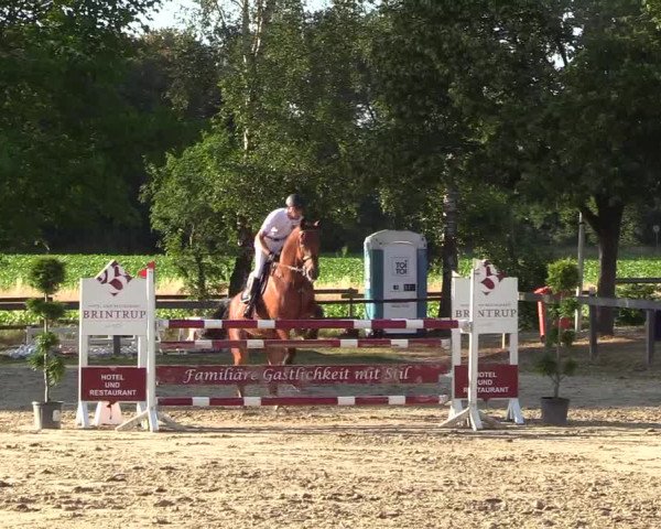 Reitturnier Münster-Roxel 2018