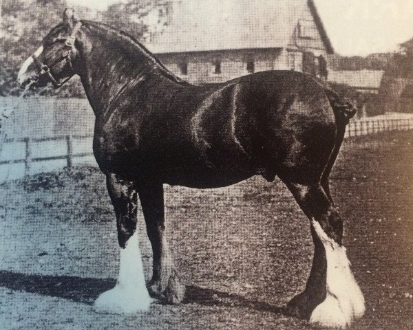 stallion Bonnie Buchlyvie 14032 (Clydesdale, 1906, from Baron of Buchlyvie)