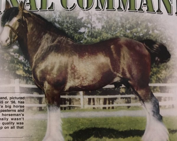 Hingst Balgreen Final Command (Clydesdale, 1943, fra Douglas Castle)