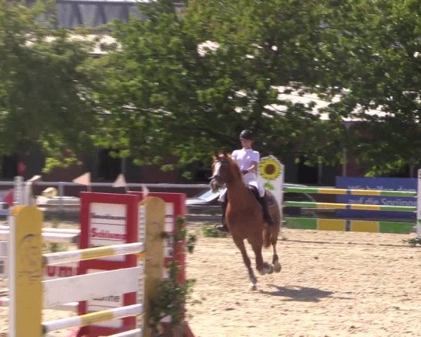 Reitturnier Haren 2018