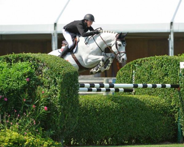 Springpferd Patriot (Holsteiner, 2003, von Colman) Springpferd Patriot (Holsteiner, 2003, von Colman)