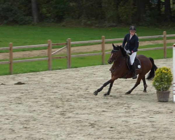 Reitturnier Westergellersen 2021