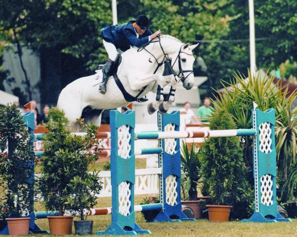 stallion Carthago (Holsteiner, 1987, from Capitol I)
