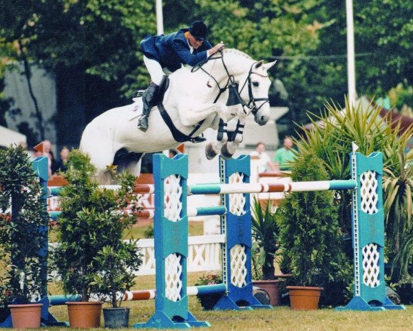 stallion Carthago (Holsteiner, 1987, from Capitol I)