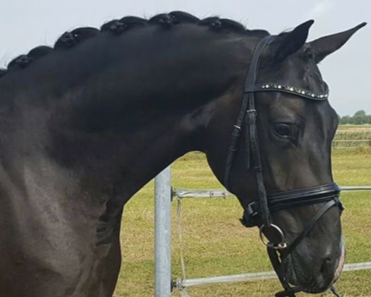 broodmare Black Velvet Rose (Oldenburg, 2013, from Bretton Woods)
