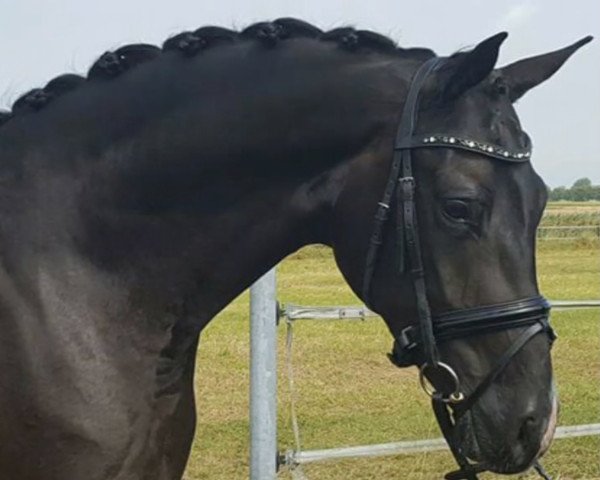 broodmare Black Velvet Rose (Oldenburg, 2013, from Bretton Woods)