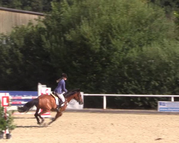 Reitturnier Haren 2018