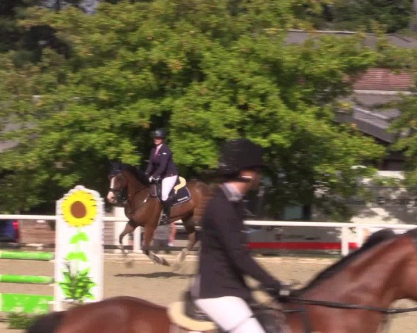 Reitturnier Haren 2018