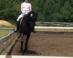 dressage horse History (Saxony-Anhaltiner, 1996, from High Society)