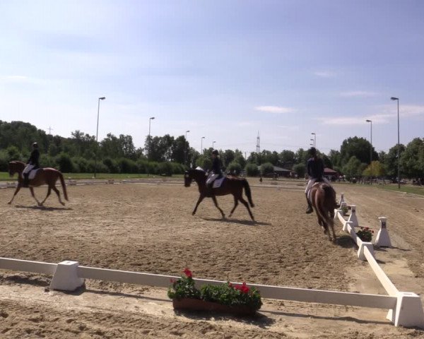 Reitturnier Münster-Roxel 2018