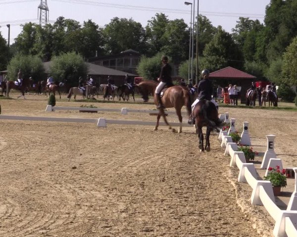 Reitturnier Münster-Roxel 2018