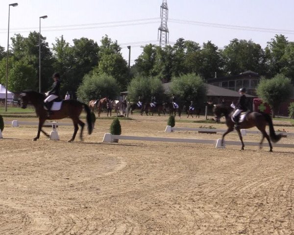 Reitturnier Münster-Roxel 2018