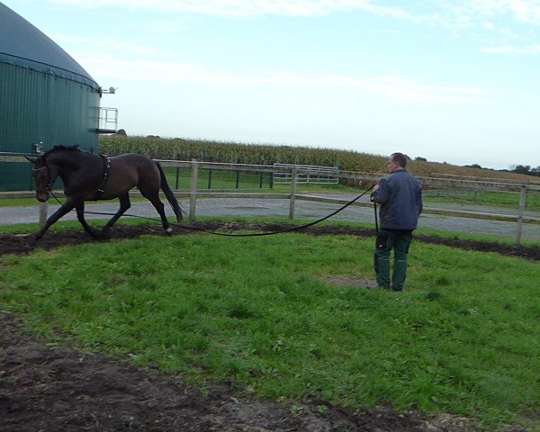 Pferd Fiderland (Oldenburger, 2014, von Fiderbach OLD)