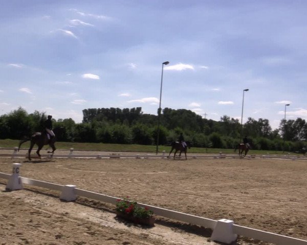 Reitturnier Münster-Roxel 2018
