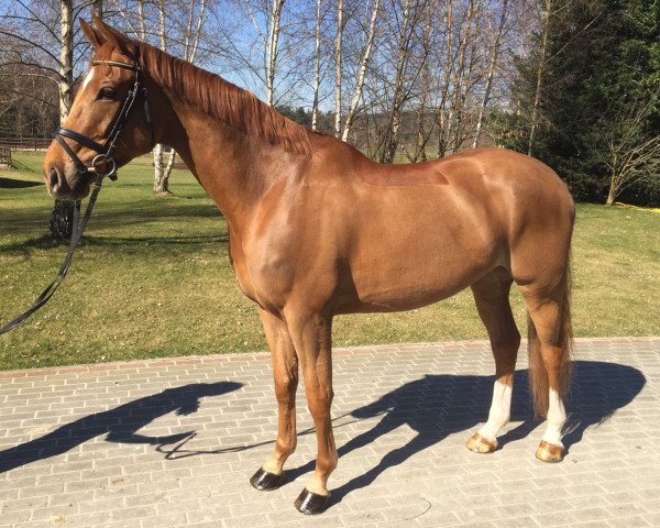 dressage horse Robin 749 (Hanoverian, 2010, from Rob Roy)