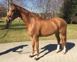 dressage horse Robin 749 (Hanoverian, 2010, from Rob Roy)