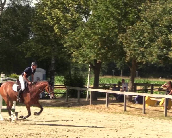 Reitturnier Münster-Roxel 2018
