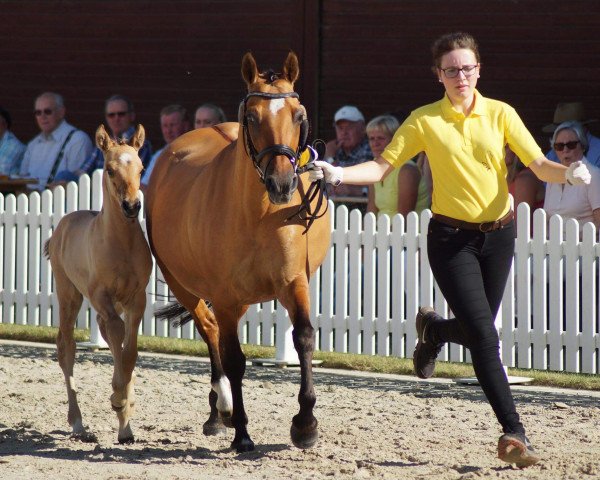 Zuchtstute Sissi Surprise (Deutsches Reitpony, 1996, von Doolittle)