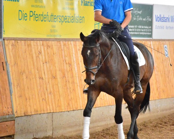 dressage horse Scatman von Scolari (Hanoverian, 2010, from Scolari)