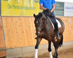 dressage horse Scatman von Scolari (Hanoverian, 2010, from Scolari)