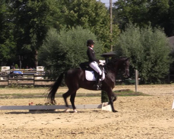 Reitturnier Münster-Roxel 2018