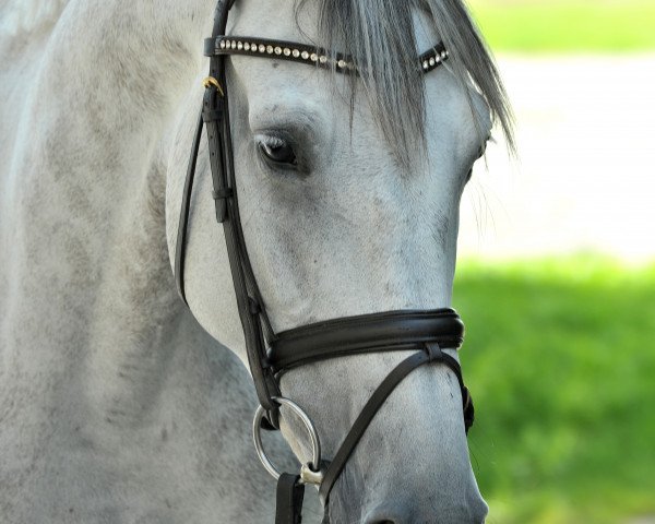 Springpferd Tiffany 397 (Deutsches Reitpferd, 2011)