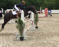 jumper Continental Star (Hanoverian, 2009, from Campo Grande)