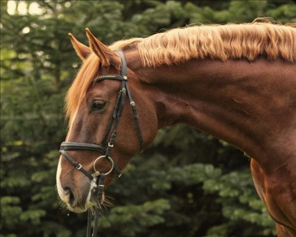 jumper Kleykottens Dalmore (Westphalian, 2015, from Dibadu L)