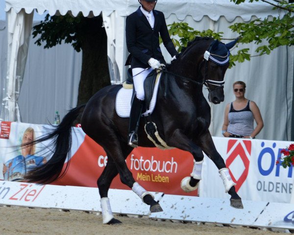 Zuchtstute Larkshill Magnifique (Oldenburger, 2014, von Ampère)