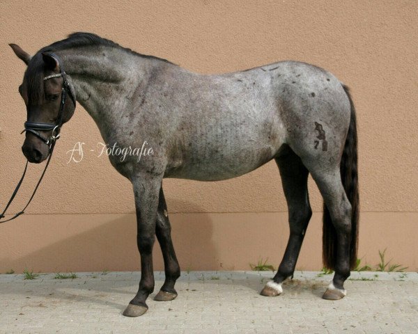 dressage horse Danny Blue 3 (German Riding Pony, 2013, from Dear Max DSP)