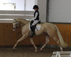 Deckhengst Qaside Md (Deutsches Sportpferd, 2013, von DSP Quasi Gold Md)