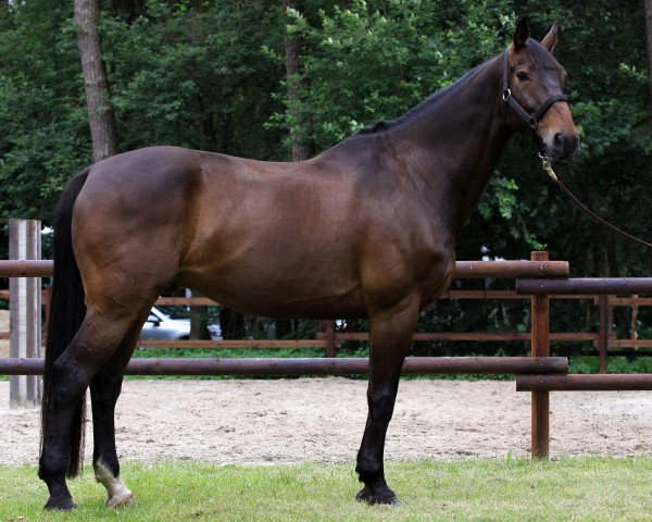 dressage horse Faberge 52 (Rhinelander, 2003, from Feinsinn)