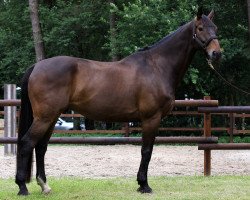 Dressurpferd Faberge 52 (Rheinländer, 2003, von Feinsinn)