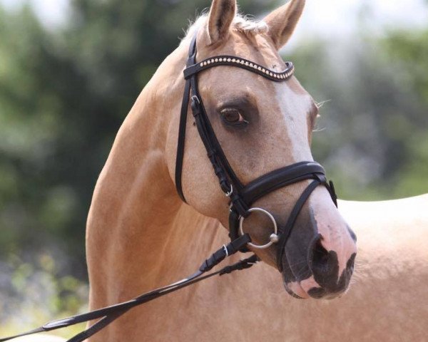 Zuchtstute Golden Maybe (Deutsches Reitpony, 2004, von FS Golden Moonlight)