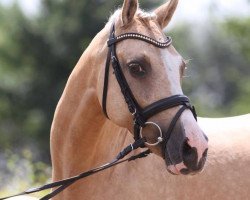 broodmare Golden Maybe (German Riding Pony, 2004, from FS Golden Moonlight)