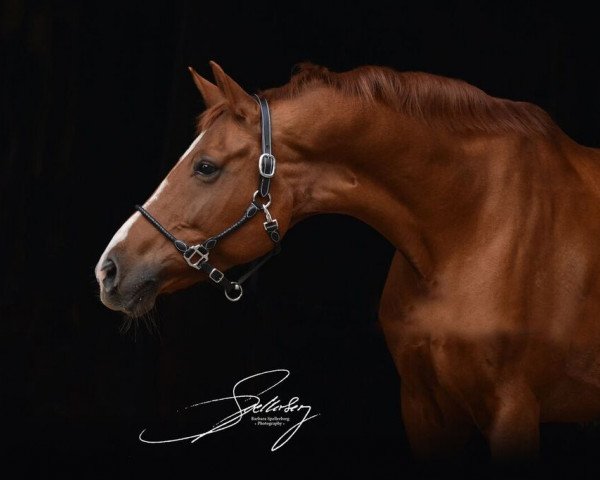 broodmare Witesse 3 (Hanoverian, 2003, from White Star) broodmare Witesse 3 (Hanoverian, 2003, from White Star)