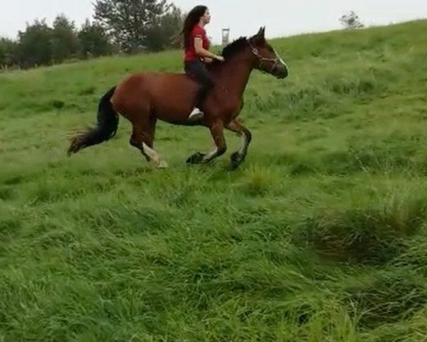 dressage horse Spetter Girl (Welsh-Cob (Sek. D), 2011)