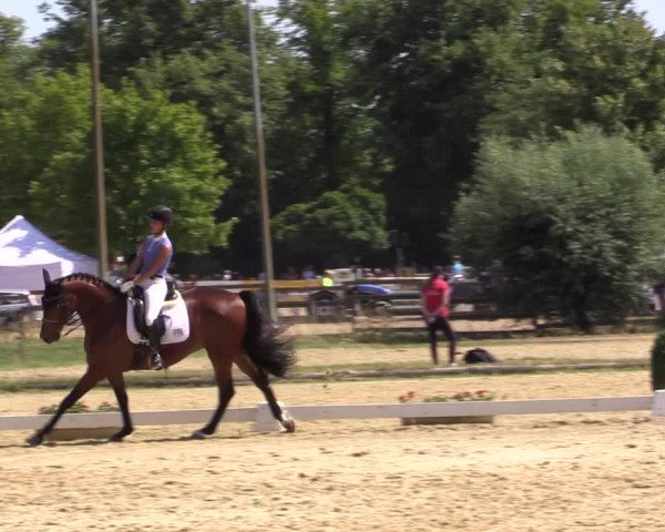 Reitturnier Münster-Roxel 2018