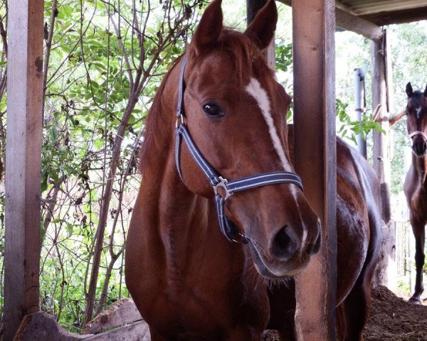 Zuchtstute Delphi (Deutsches Reitpony, 1996, von Zarif III ox) Zuchtstute Delphi (Deutsches Reitpony, 1996, von Zarif III ox)