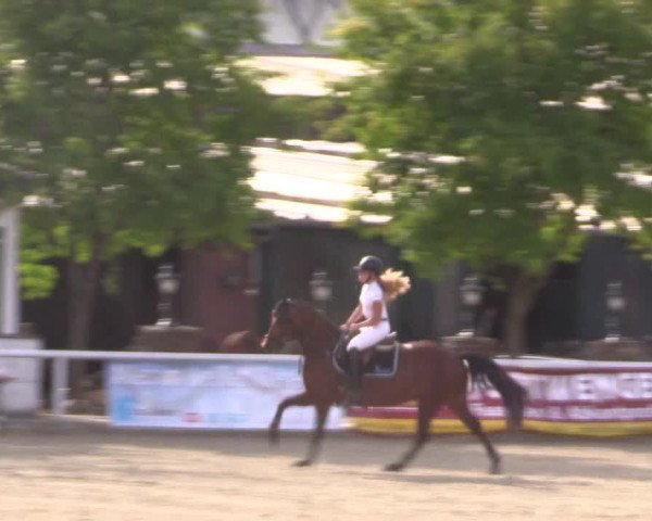 Reitturnier Haren 2018