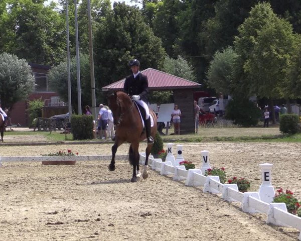 Reitturnier Münster-Roxel 2018