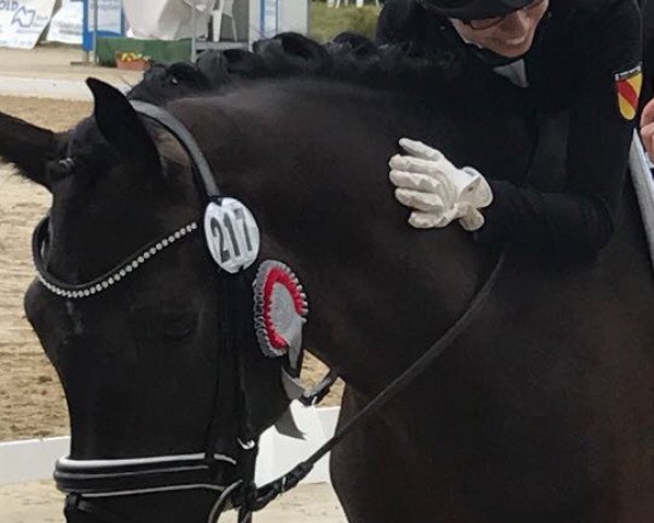 dressage horse Lord of Diamonds 3 (Württemberger, 2013, from Lord Leopold 7)