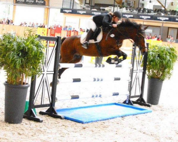 Springpferd Pleasure Boy 2 (Westfale, 2003, von Parlando I)