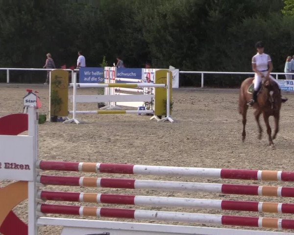 Reitturnier Haren 2018